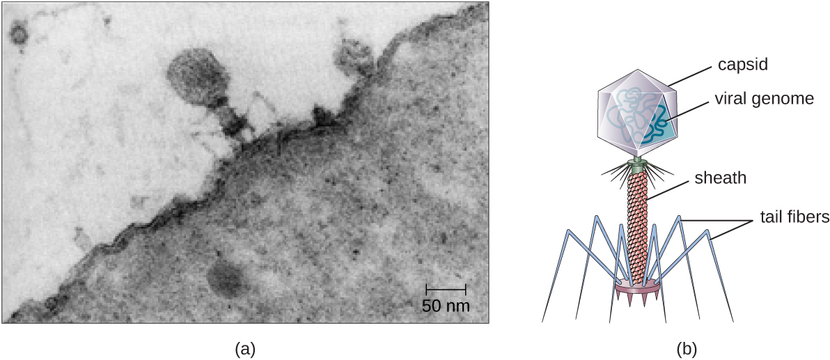 Figure a is an electron micrograph showing a virus on the surface of a bacterial cell. The virus has a large head region, a thick neck and thin spider-like legs attached to the bacterium. Figure b is a drawing that labels the outside of the head as the capsid with the viral genome inside. The neck as the sheath and the legs as tail fibers.